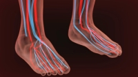The Feet Can Be Affected by Poor Circulation